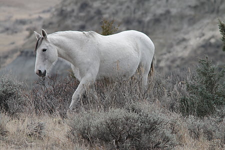 white horse near grass at daytime thumbnail