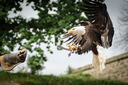 flying bald eagle thumbnail