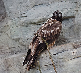 brown eagle on gray boulder thumbnail