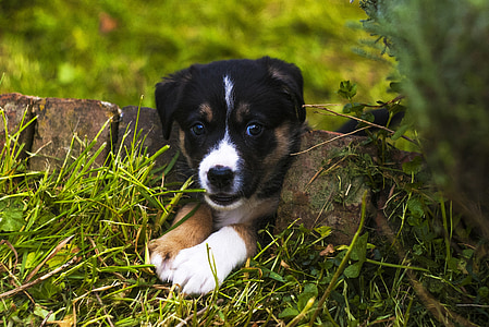 short-coated white and black puppy resting on grass thumbnail