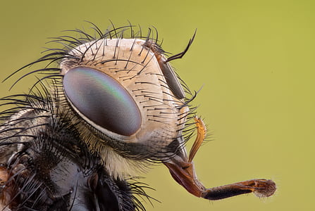 macro photography of insect thumbnail