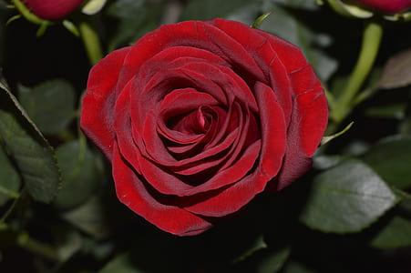 macro photography of red rose flower thumbnail
