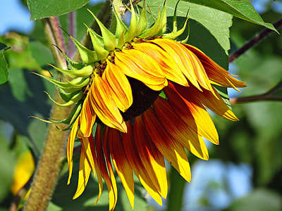 closeup photo of sunflower thumbnail