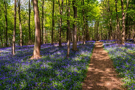 purple petaled flower field in forest during daytime thumbnail