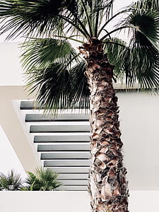 coconut tree thumbnail