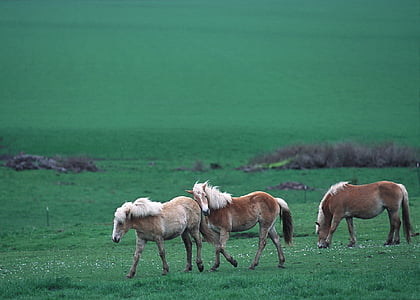 three brown horses on green grass field thumbnail