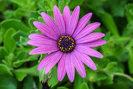 closeup photo of purple petaled flower thumbnail