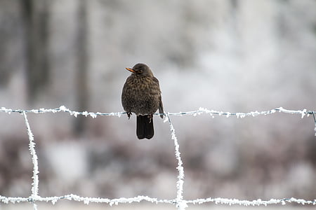 selective focus photography of brown bird perched on hog wire fence thumbnail