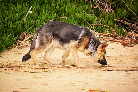 adult mahogany German shepherd thumbnail
