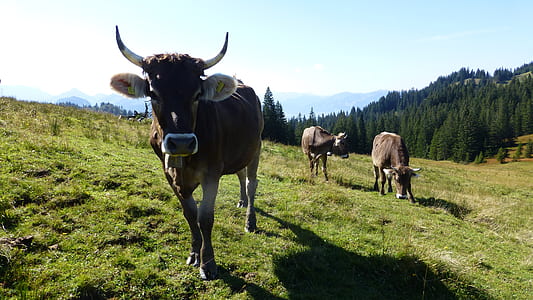 brown cows on green grass field thumbnail