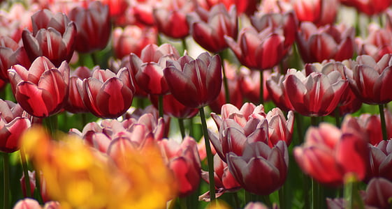 red-petaled flower thumbnail