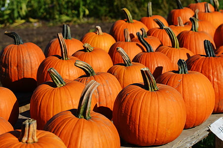 orange pumpkin lot thumbnail
