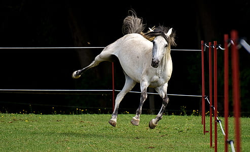 white horse ruuning on the field thumbnail