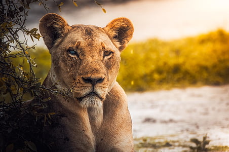 lioness beside green leaf plant thumbnail