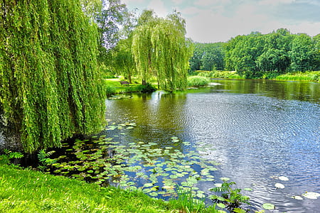 green trees near the lake thumbnail