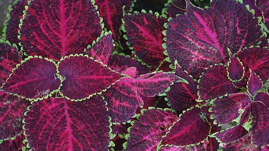nature, pattern, purple, texture thumbnail