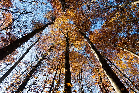 low angle photography of yellow tree at daytime thumbnail