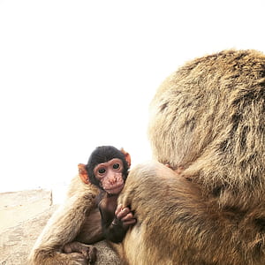 black and brown monkey thumbnail