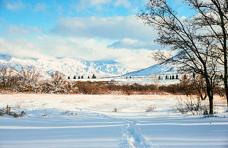 Forest and mountains covered by snow thumbnail