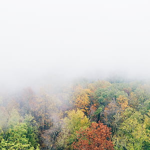 green and brown trees covered with fog thumbnail