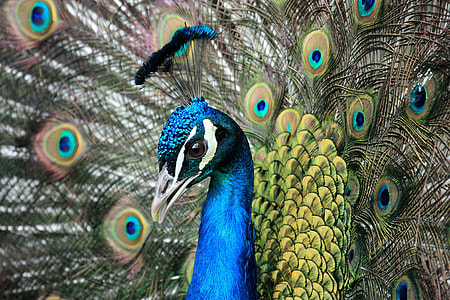 close up photography of female peacock thumbnail