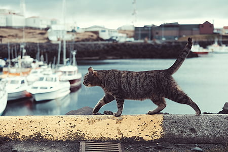 gray tabby cat walking on concrete barrier near yacht thumbnail