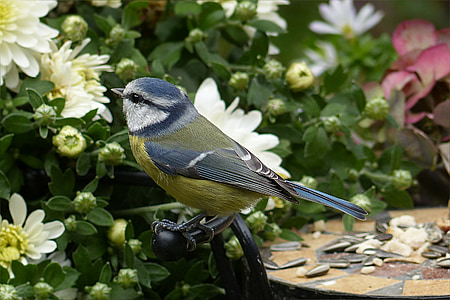 gray and yellow bird standing on chair headrest thumbnail