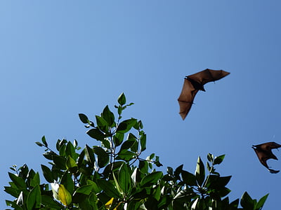 two bat flying near green leafed tree at daytime thumbnail