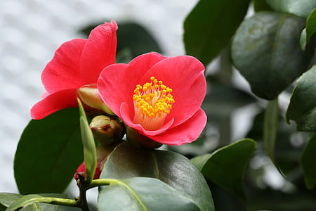 shallow focus photography of pink flowers thumbnail