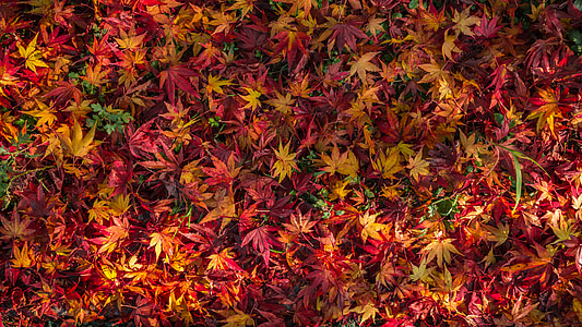 yellow and red leaf lot thumbnail