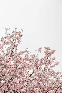 pink leaf tree during daytime thumbnail