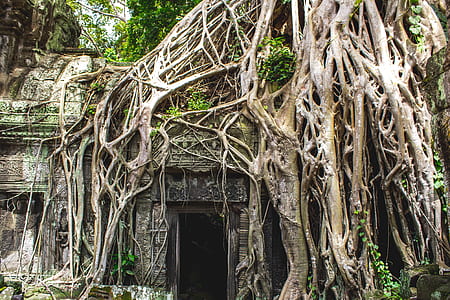 trees near concrete Angkor Wat at daytime thumbnail