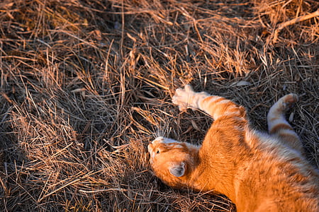 orange tabby cat lying on brown grass thumbnail