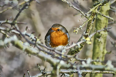 brown and gray bird on tree branch thumbnail