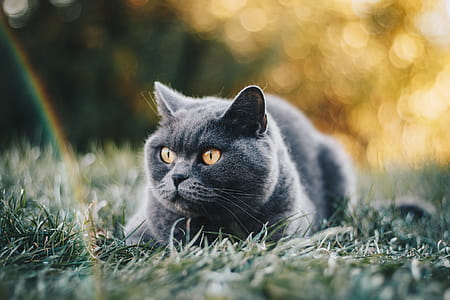 Short-coated Grey Cat Lying On Green Grass Field thumbnail