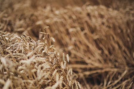 Golden grain thumbnail