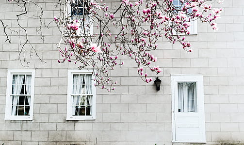 pink flowering tree in front of gray concrete building with white wooden doors and windows thumbnail