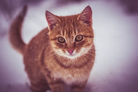 shallow focus of gray cat thumbnail