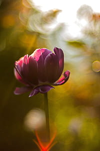 selective focus and bokeh photography of bloomed flower thumbnail