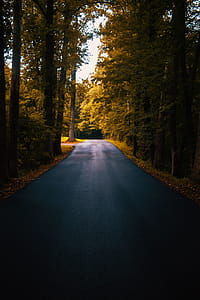 Concrete Road Between Trees thumbnail