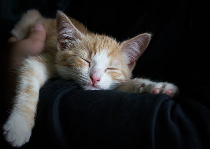 orange tabby cat on black textile thumbnail
