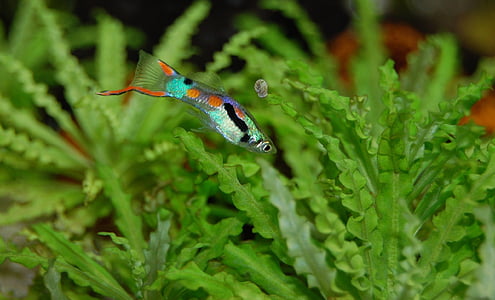 silver, black, and orange fish under water thumbnail