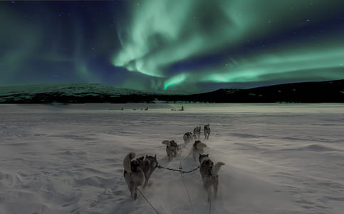 Siberian huskies with sleigh harnesses walking on snow covered field during night thumbnail