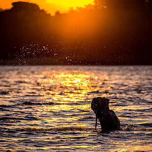 silhouette photograph of woman on body of water during golden hour thumbnail