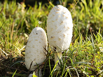 two white mushrooms beside grasses thumbnail