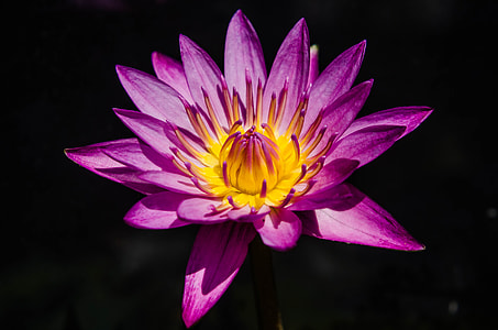 Water Lily, Pretty Purple Water Lily thumbnail