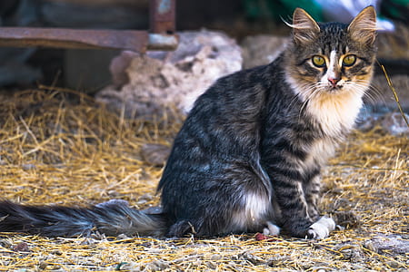 black cat sitting on ground thumbnail