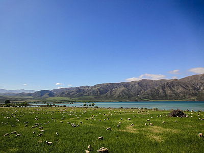 herd of sheep near body of water thumbnail