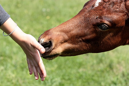 brown horse sniffing human hand thumbnail