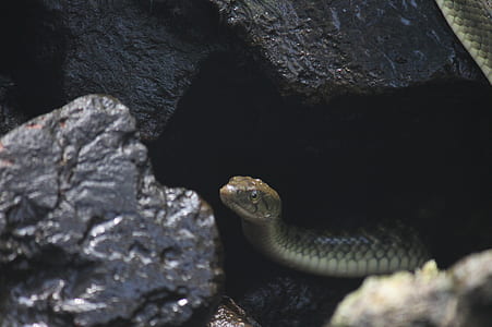 Gray Snake on Black Rock Formation thumbnail
